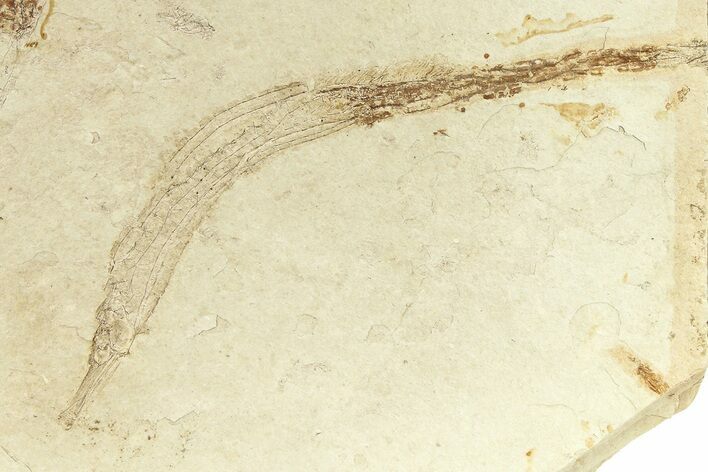 Fossil Pipefish (Hipposyngnathus) - California #294312